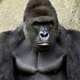 Harambe, a silverback gorilla at the Cincinnati Zoo, was shot and killed May 28, 2016, after a 4-year-old boy fell into his enclosure.
Cincinnati Zoo & Botanical Garden via Facebook